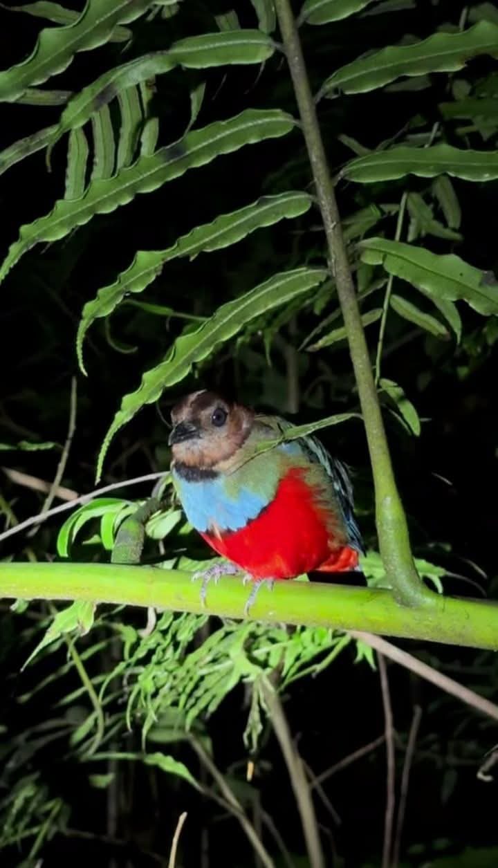 Superb pitta, one of Sulawesi's most sought-after birds