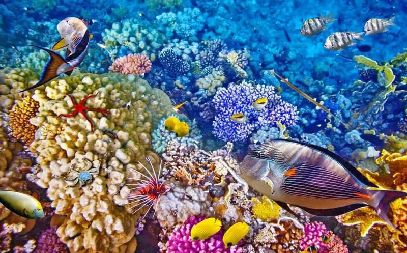 Surgeonfish over colourful corals