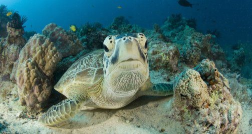Sea turtle resting on a Bunaken reef