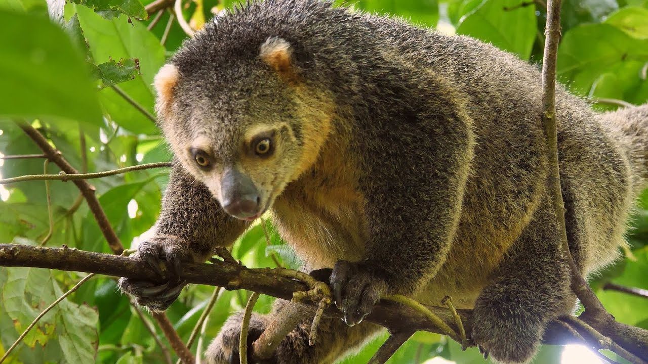 Bear cuscus, a marsupial endemic to Sulawesi