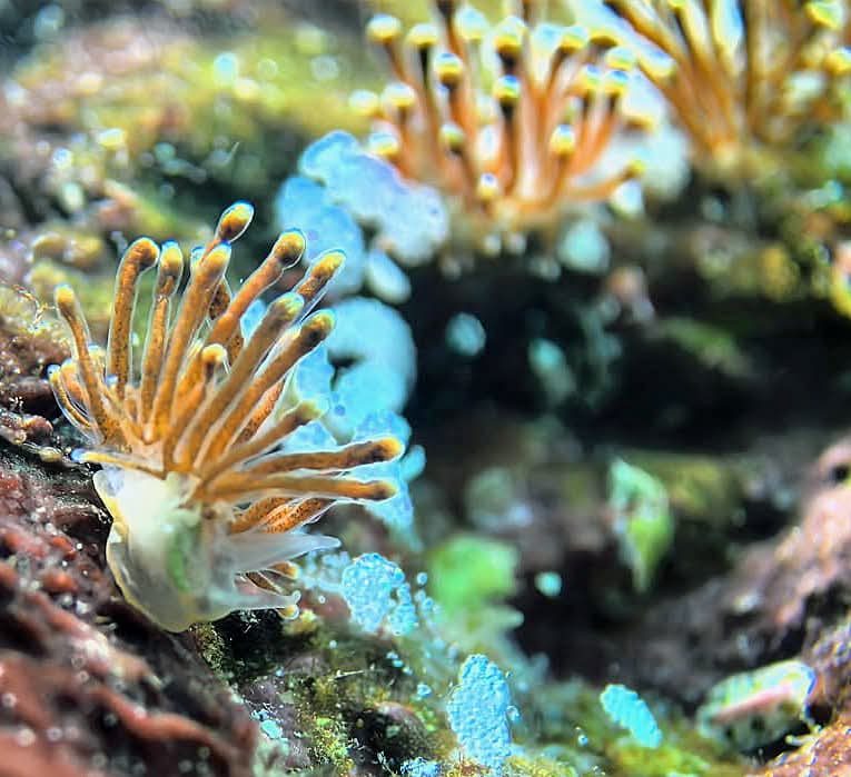 Nudibranch in the Lembeh Strait
