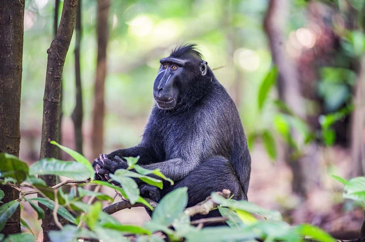 Crested black macaque, Tangkoko