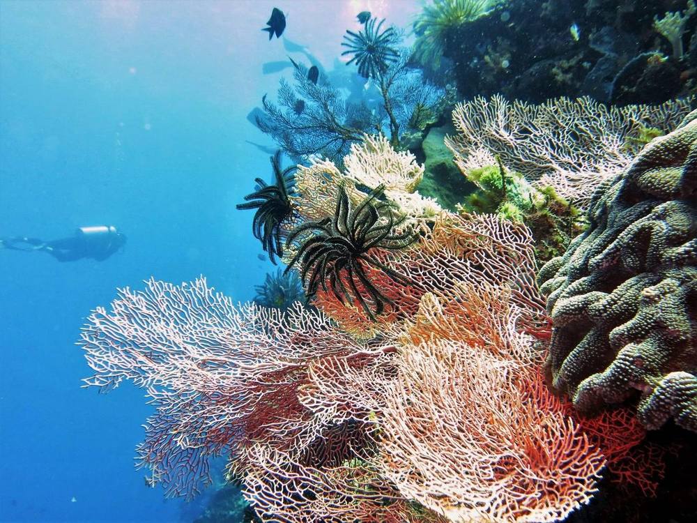 Soft corals and reef scenery